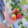 Master Seeds Egypt - Strawberry