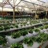 masterseed farm