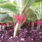 masterseed farm amp nursery 1