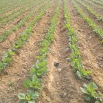 masterseed farm amp nursery 6