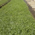 masterseed farm amp nursery 9