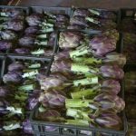 masterseed master seeds gallery 7