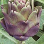 masterseed master seeds gallery 8