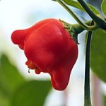 masterseed peppers 35