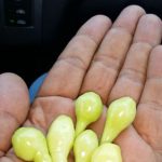 masterseed peppers